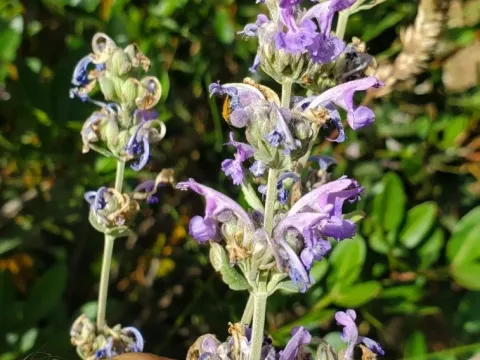 Nepeta curviflora
