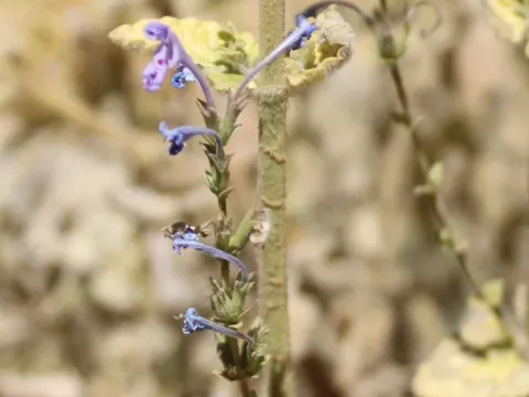 Nepeta glomerata