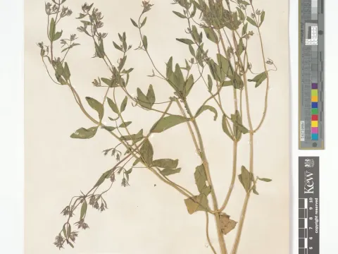 Nepeta stricta