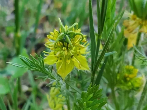 Nigella ciliaris