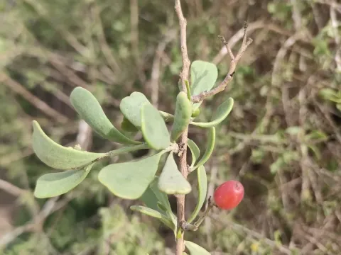 Nitraria retusa