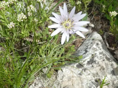 Tragopogon pterodes