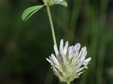 Hairy-winged clover