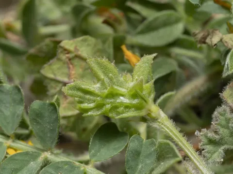 Onobrychis squarrosa