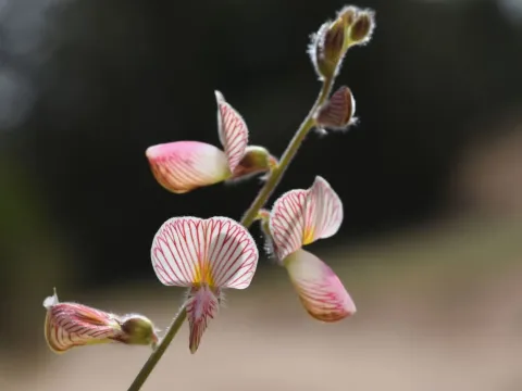 Wettstein's sainfoin