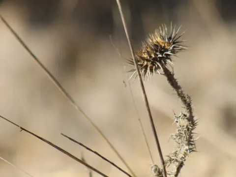 Onopordum blancheanum