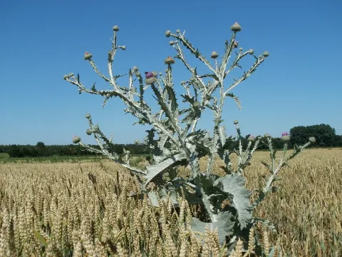 Onopordum floccosum
