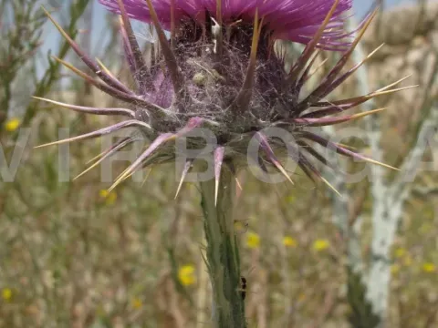 Jordan cotton thistle