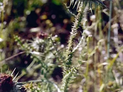Onopordum macrocephalum