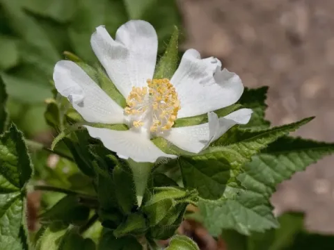 Kitaibelia