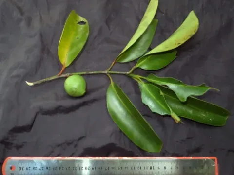 Garcinia bancana