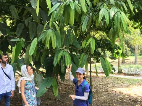Garcinia nervosa