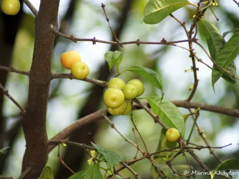 Garcinia parvifolia