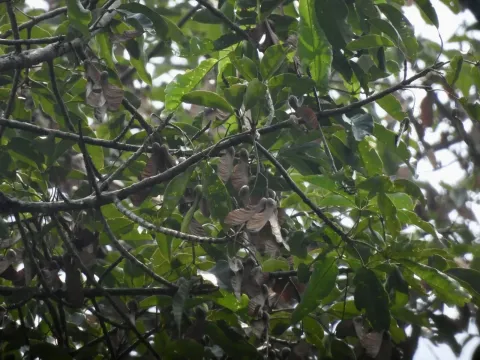 Heritiera javanica