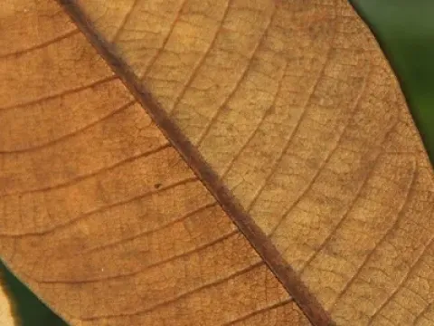 Heritiera simplicifolia