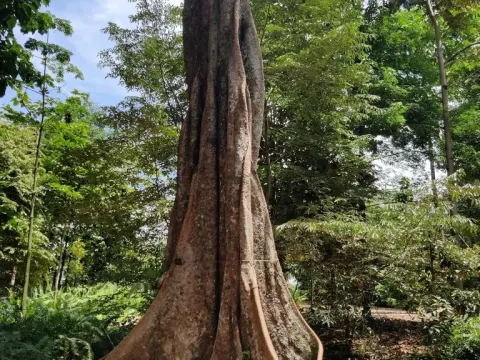 Heritiera elata