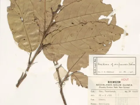 Heritiera arafurensis