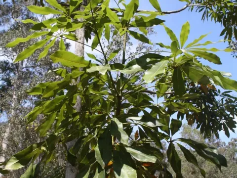 Argyrodendron