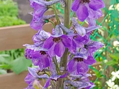 Delphinium sergii