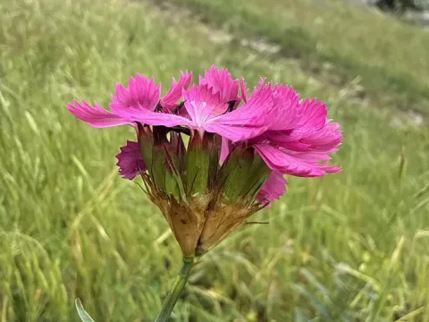 Clusterhead pink