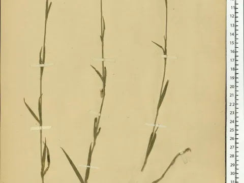 Dianthus membranaceus
