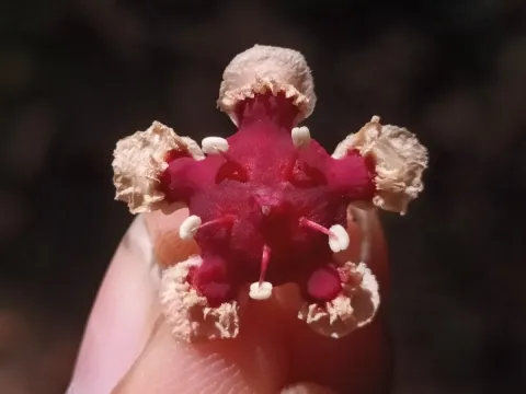 Lophopetalum