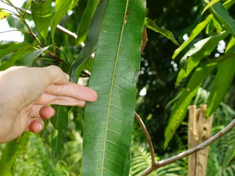 Mangifera gedebi