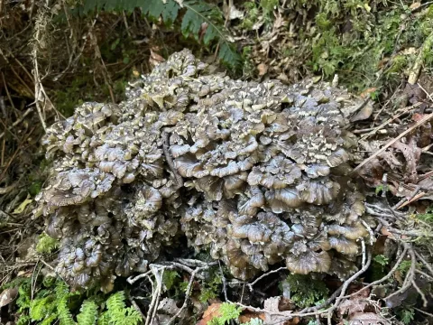 Grifola frondosa