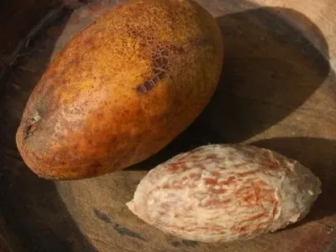 Мангифера декандра
