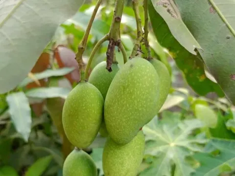 Laurel mango