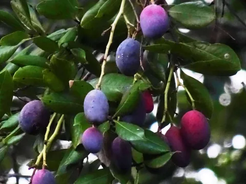 Mangifera griffithii
