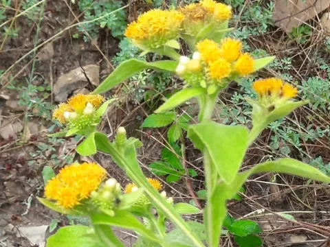 Inula thapsoides