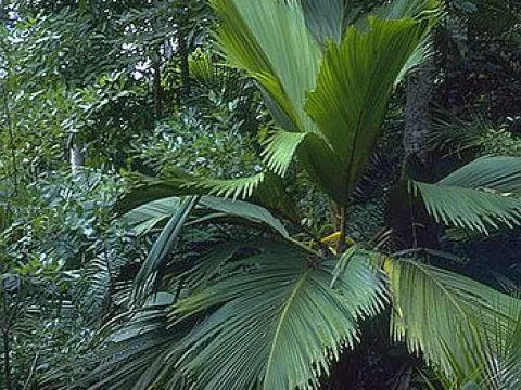 Phoenicophorium