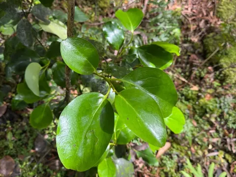 Griselinia