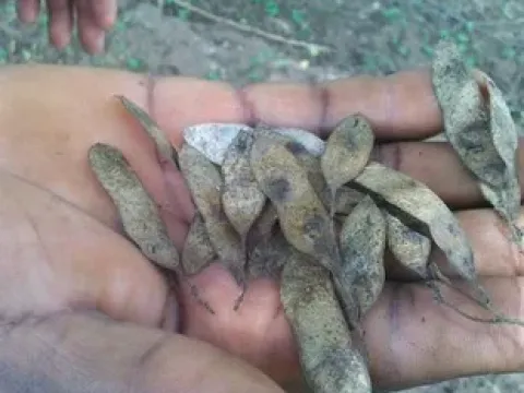 Меланоксилон