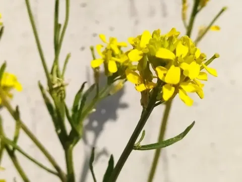 Marschall's Wallflower