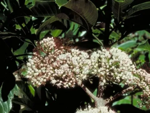 Melicope bonwickii