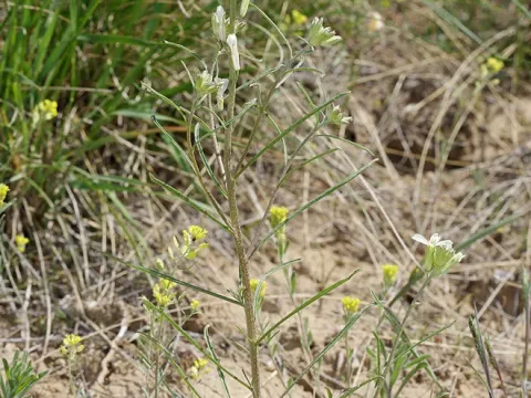 Erysimum leucanthemum
