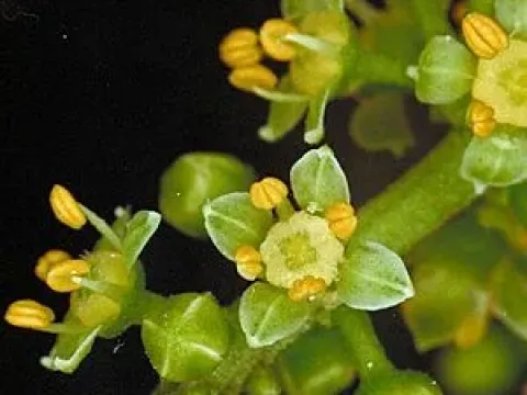 Melicope incana