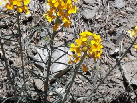 Erysimum ucrainicum