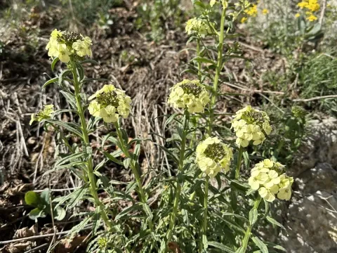 Erysimum witmannii