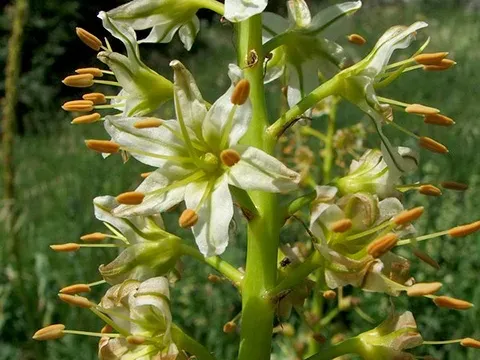 Eremurus tauricus