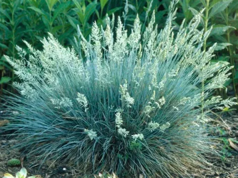 Taurian fescue