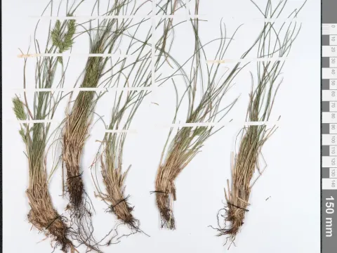 Rock fescue