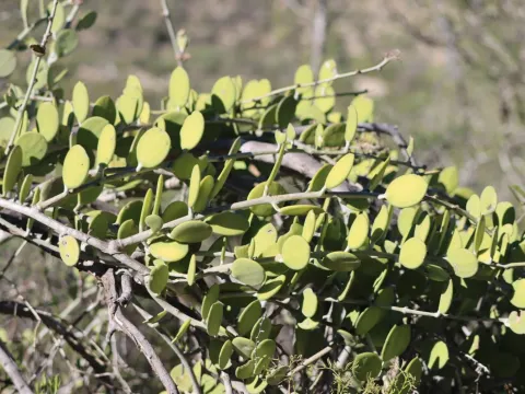 Xerosicyos