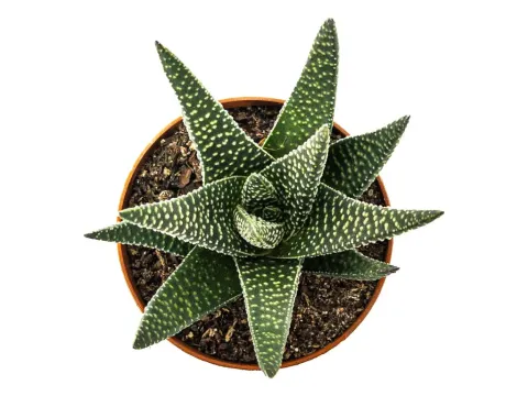 Gasteria