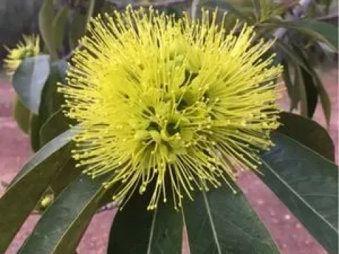 Xanthostemon petiolatus