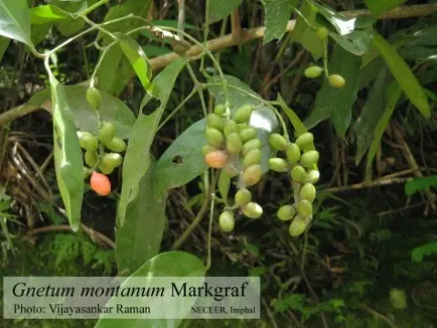 Gnetum montanum