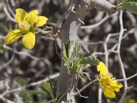 Senna meridionalis