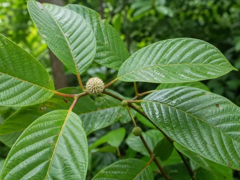 Mitragyna speciosa